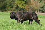 FILA BRASILEIRO 056